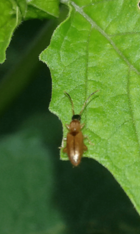 Telephanus velox (Silvanidae)?... Telephanus sp.